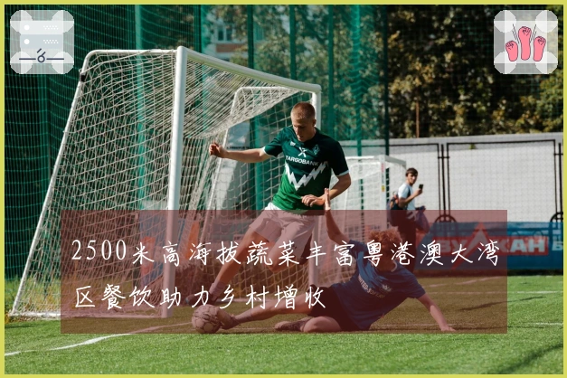 2500米高海拔蔬菜丰富粤港澳大湾区餐饮助力乡村增收